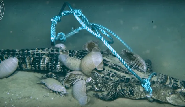 YouTube viral: graban extrañas criaturas marinas devorando un enorme cocodrilo [VIDEO] 