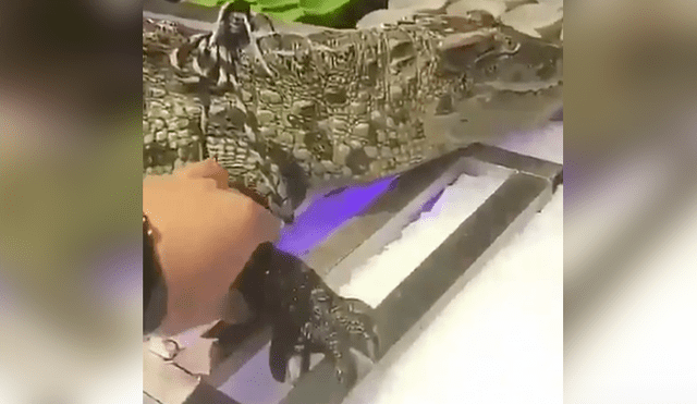 Facebook viral: Turista intenta acariciar a cocodrilo 'disecado' y se lleva tremendo susto [VIDEO]