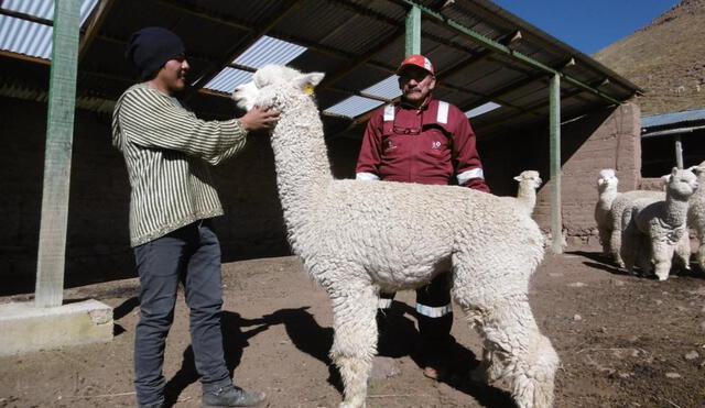 Huancavelica: Dircams Huancavelica registró más de 1,700 alpacas y llamas mejoradas