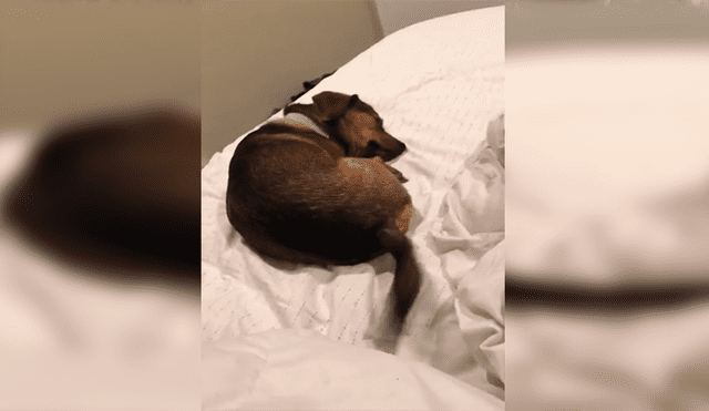 En Facebook, un perro no paró de mover su cola cuando estaba descansando en la cama de su dueña.