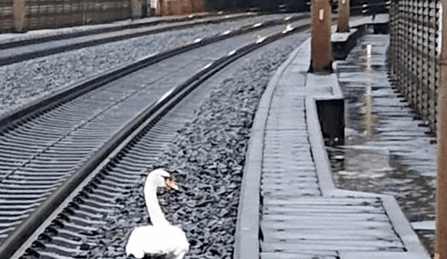 Una fotografía muestra el preciso instante en que el cisne se queda al lado de las vías del tren. Foto: captura de Facebook