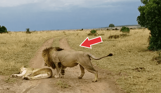 Facebook viral: turistas viajar al África y logran captar feroz batalla de leones que asombra a miles [VIDEO]
