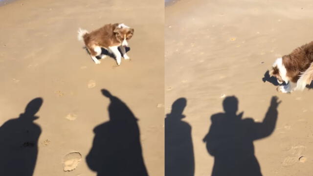 YouTube: perro vio la sombra de su dueña y su reacción ha hecho reír a miles