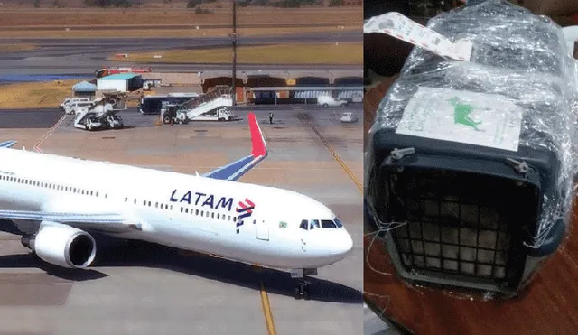 Pasajera que hizo escala en Lima denuncia que Latam Airlines perdió a su mascota