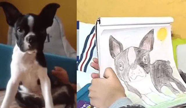 Surco: roban a mascota que contribuía en terapia de niño con parálisis cerebral [VIDEO]