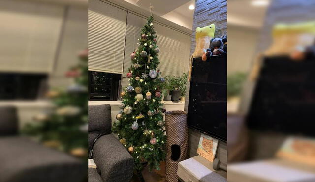 Desliza las imágenes para ver la reacción de un gato cuando su dueño lo encontró frente al árbol navideño. Foto: Twitter