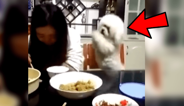 Vía Facebook. Perro poodle protagonizó una hilarante escena luego de ser ignorado por su dueña a quien molestaba insistentemente para que le dé comida