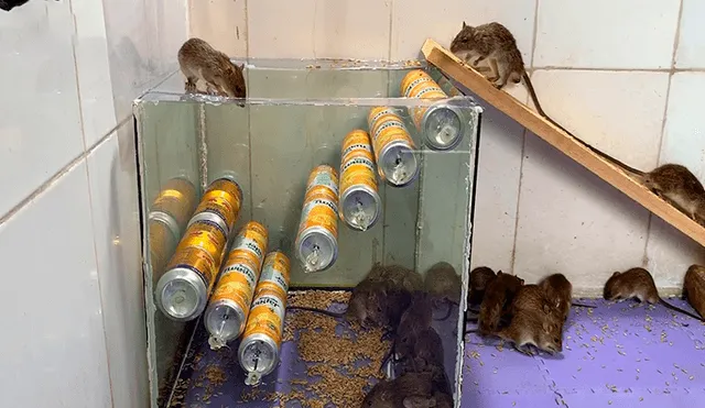 viral: joven atrapa a ratones con ingenioso truco casero