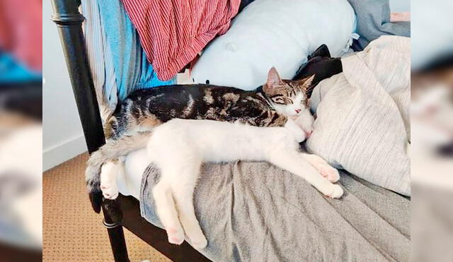 Desliza las imágenes hacia la izquierda para descubrir la travesura de un gato tras quedarse solo en casa. Foto: Douyin / xiaoaierniu