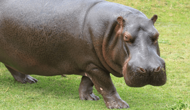 Parque de las Leyendas celebra cumpleaños de una hipopótamo, una otorongo y un tapir