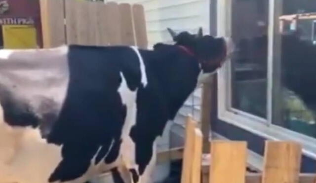 La vaca Jenna y su dueño Ryan se han vuelto virales en todo el mundo. Foto: Facebook/RT Actualidad