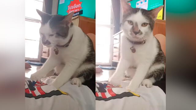 Desliza las imágenes para ver el tierno 'favor' que le hizo un gato a su dueña. Foto: Press Viral