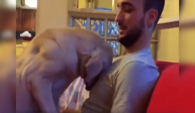En Facebook, un perro se sintió terrible tras cometer una travesura en su casa y pidió perdón a su cuidador.