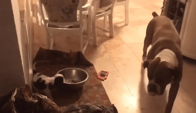 A través de YouTube se hizo viral la reacción de un perro al ver que otro can le había quitado el plato de comida.