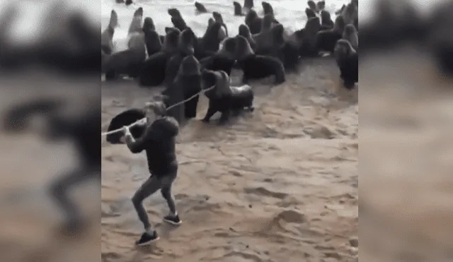 En YouTube, un joven acudió a una alejada playa y se percató del peligro que corría un indefenso lobo marino.