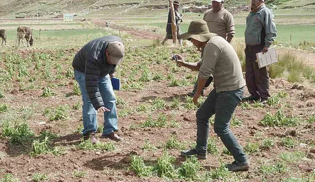 daños. Heladas y sequía afectan cultivos en la región Puno.
