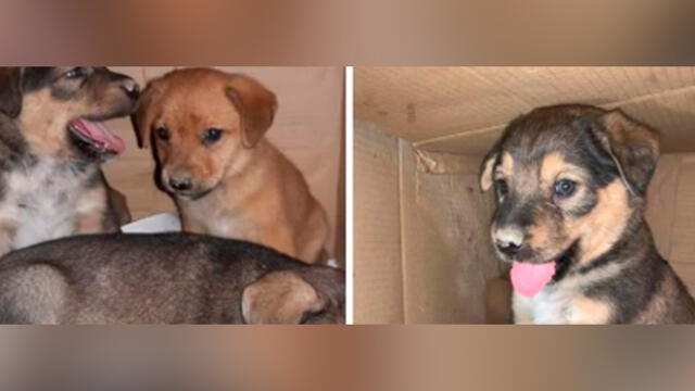 Piden ayuda para perritos abandonados en grifo. Créditos: Facebook.
