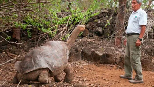 El ADN de una tortuga podría salvar a la humanidad del cáncer y el envejecimiento