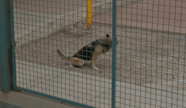 Google Maps: Joven recorre El Agustino y capta a su perro en insólito acto [FOTOS]