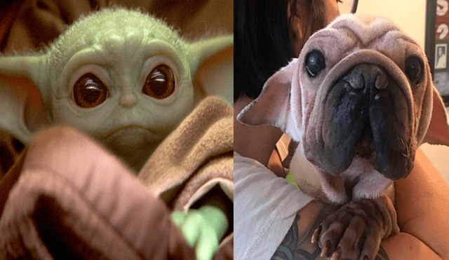 YouTube viral: perro bebé cautiva a fans de Star Wars por su gran parecido con el ‘Baby Yoda’. Foto: morkskywalker