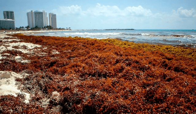 ¿Cómo afecta el sargazo al medio ambiente y en qué beneficia a los pescadores peruanos?
