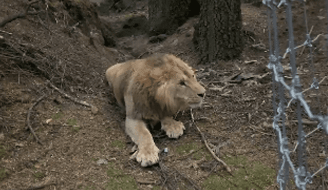 El video viral de Facebook registró el momento en que un grupo de expertos en la caza luchan para atrapar a un feroz león.
