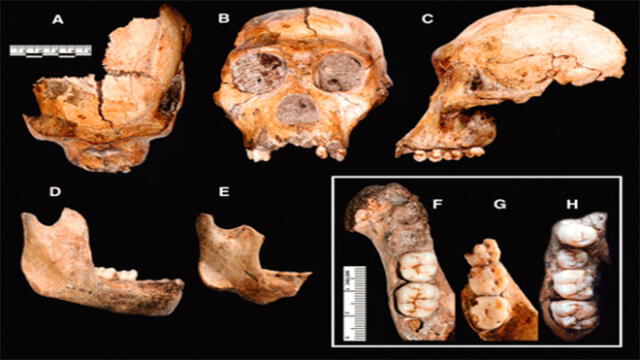 Tenemos nuevo ancestro: primate de hace dos millones de años no es el más antiguo