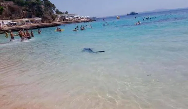En YouTube, tiburón ocasiona terror entre bañistas en una playa de España