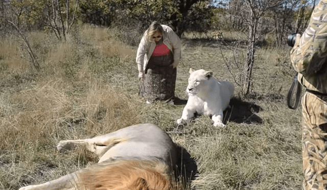 YouTube viral: arriesgada chica entra a santuario de leones y sucede lo inesperado [VIDEO]