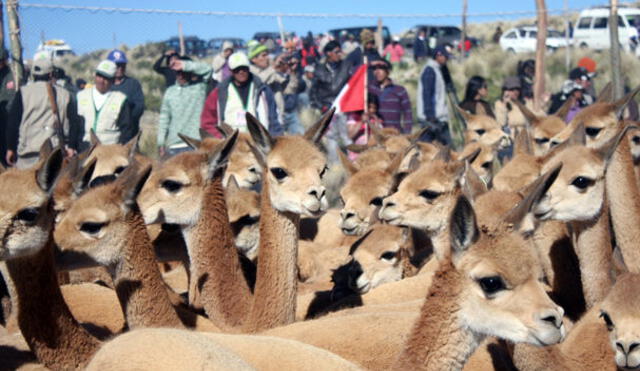 Puno: Tradicional esquila de vicuñas se realizó en distrito de Laraqueri