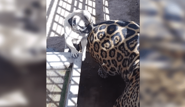 Facebook viral: terror por audaz perro que ingresa a jaula de jaguar enfurecido en México [VIDEO]