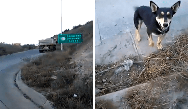 Facebook viral: hombre conmueve al ayudar a dos perros que estaban solos en la carretera [VIDEO] 