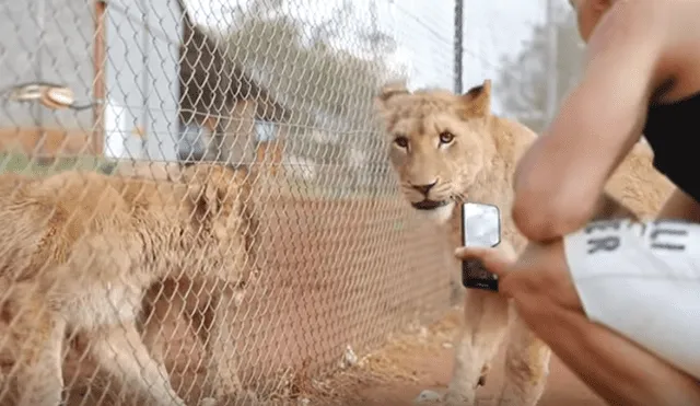 Desliza hacia la izquierda para ver el emotivo reencuentro de la leona y su amo que se volvió viral en YouTube.