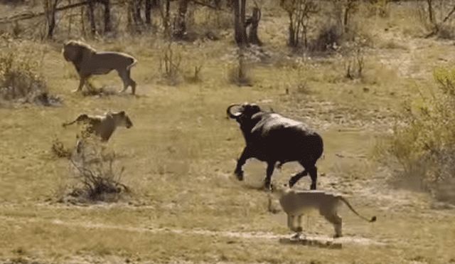 YouTube: Lo increíble sucede cuando un bufalo fue acorralado por feroces leones y cocodrilos [VIDEO]