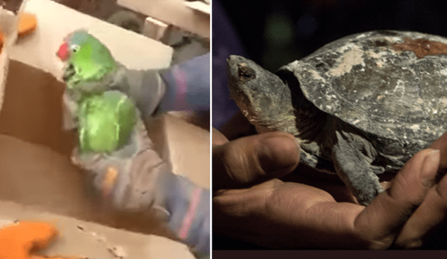 YouTube: Conmovedor rescate de perico y tortuga de los escombros en México