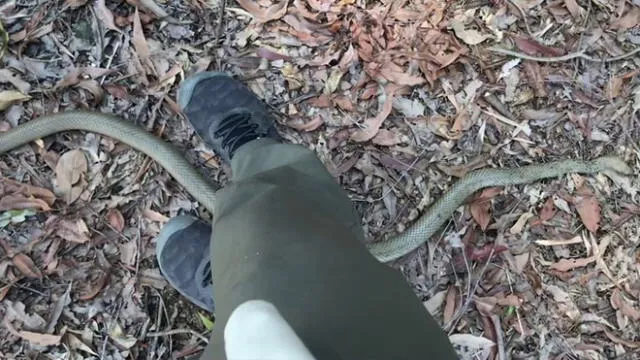 Vía Facebook : graban momento exacto cuando cazador libera a serpiente venenosa [VIDEO]