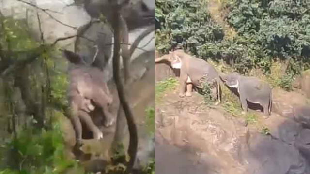 Seis elefantes mueren ahogados al intentar rescatar a una cría de la cascada