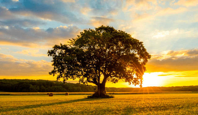 Frases para reflexionar por el Día Mundial del Medio Ambiente