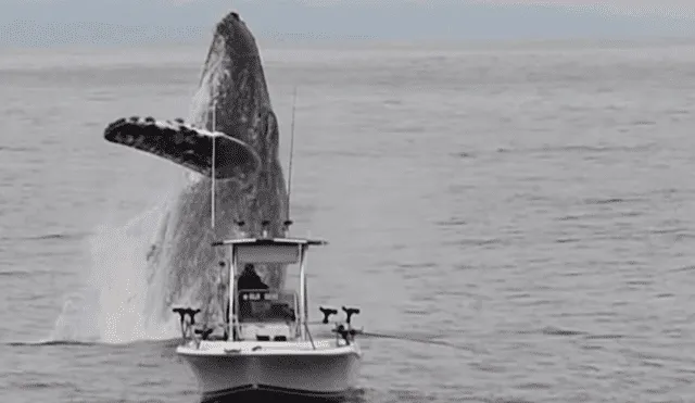 YouTube viral: Pescador queda en shock al ver que enorme criatura surge del océano 