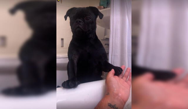 Desliza las imágenes para ver a un perro que superó sus miedos para acompañar a su dueña durante la hora del baño. Foto: Captura de TikTok