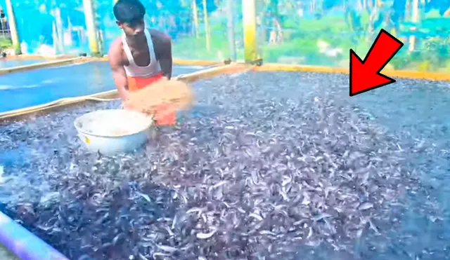 YouTube viral: arroja maíz en desolada piscina y millones de voraces criaturas surgen para devorarlo todo