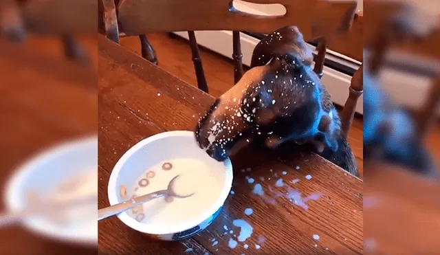En Facebook, un chico no imaginó que su perro devoraría su desayuno aprovechando su distracción.