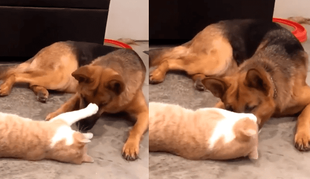 Facebook: Perro y gato tienen una asombrosa reacción cuando se ven por primera vez [VIDEO]