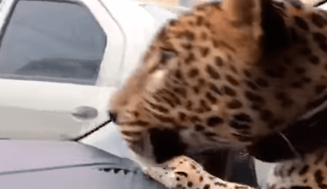 YouTube: Leopardo sube a un taxi en Rusia y ocurre lo inesperado