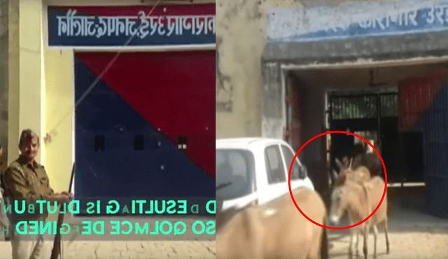 YouTube: ocho burros fueron encarcelados por “comportarse como delincuentes” [VIDEO]