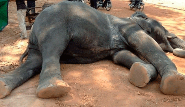 Elefante muere por cansancio mientras trasladaba a un grupo de turistas [VIDEO] 