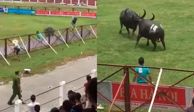 Impacto en YouTube por muerte de hombre embestido por búfalo en festival [VIDEO]