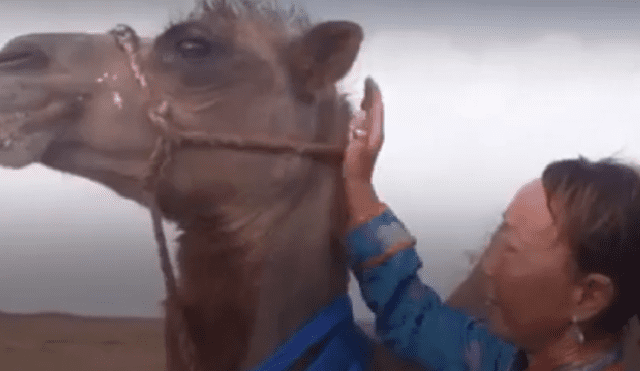 Camello atraviesa 100 kilómetros de desierto para volver a ver a su antiguo dueño [VIDEO]