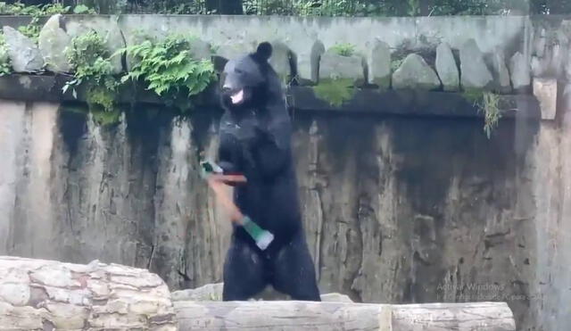 El oso es parte de una actividad de entretenimiento en zoológico japonés de Yagiyama, en la ciudad de Sendai. Foto: Facebook/Clarín