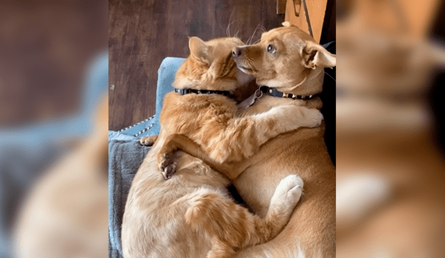 Desliza las imágenes hacia la izquierda para apreciar el amoroso momento entre un gato y un perro. Foto: Caters Clips.